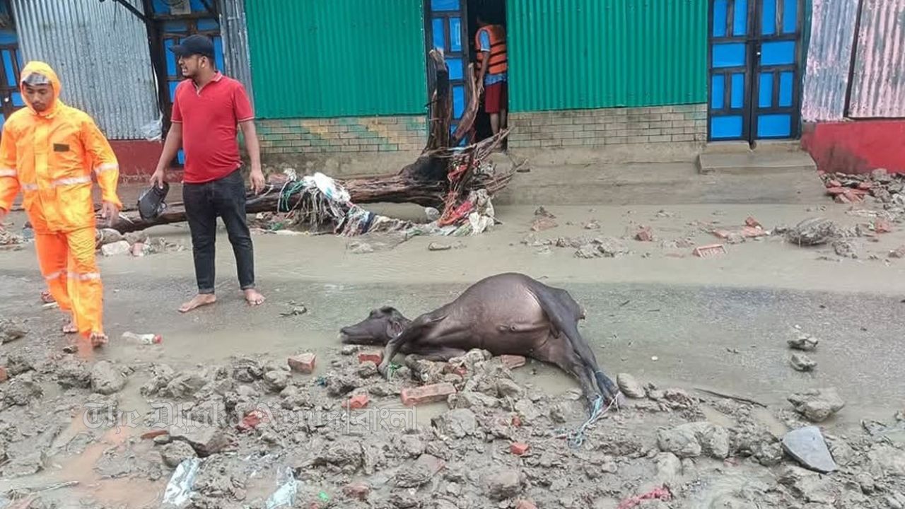 জোয়ারের পানিতে হাতিয়ায় ভেসে আসছে মৃত গবাদিপশু