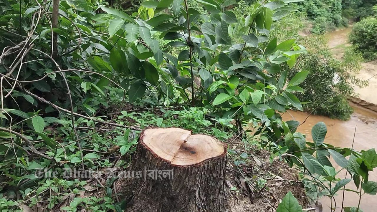 বন কর্মকর্তার যোগসাজশে ৩০ হাজার আকাশমনি গাছ সাবাড় দূর্নীতির মহানায়ক রেঞ্জ কর্মকর্তা খালেকুজ্জামান