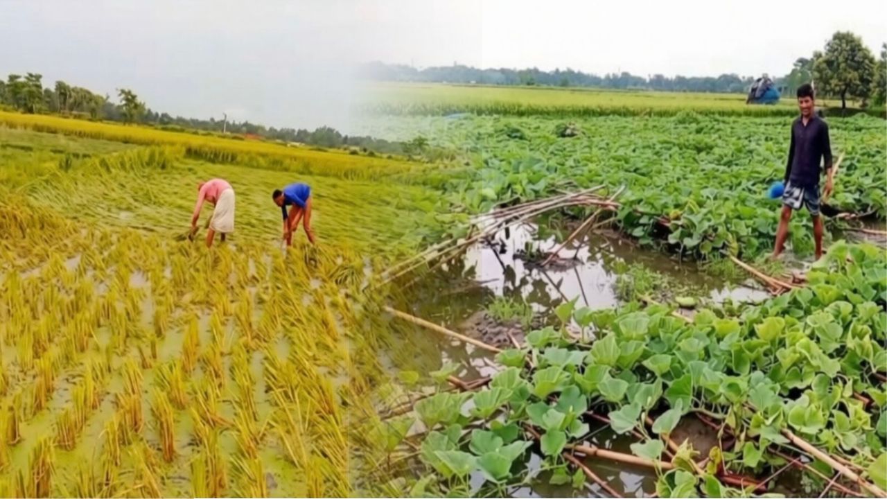 প্রাকৃতিক দুর্যোগে লণ্ডভণ্ড চান্দিনা: বৃষ্টির পানিতে তলিয়ে গেছে কৃষকের স্বপ্ন